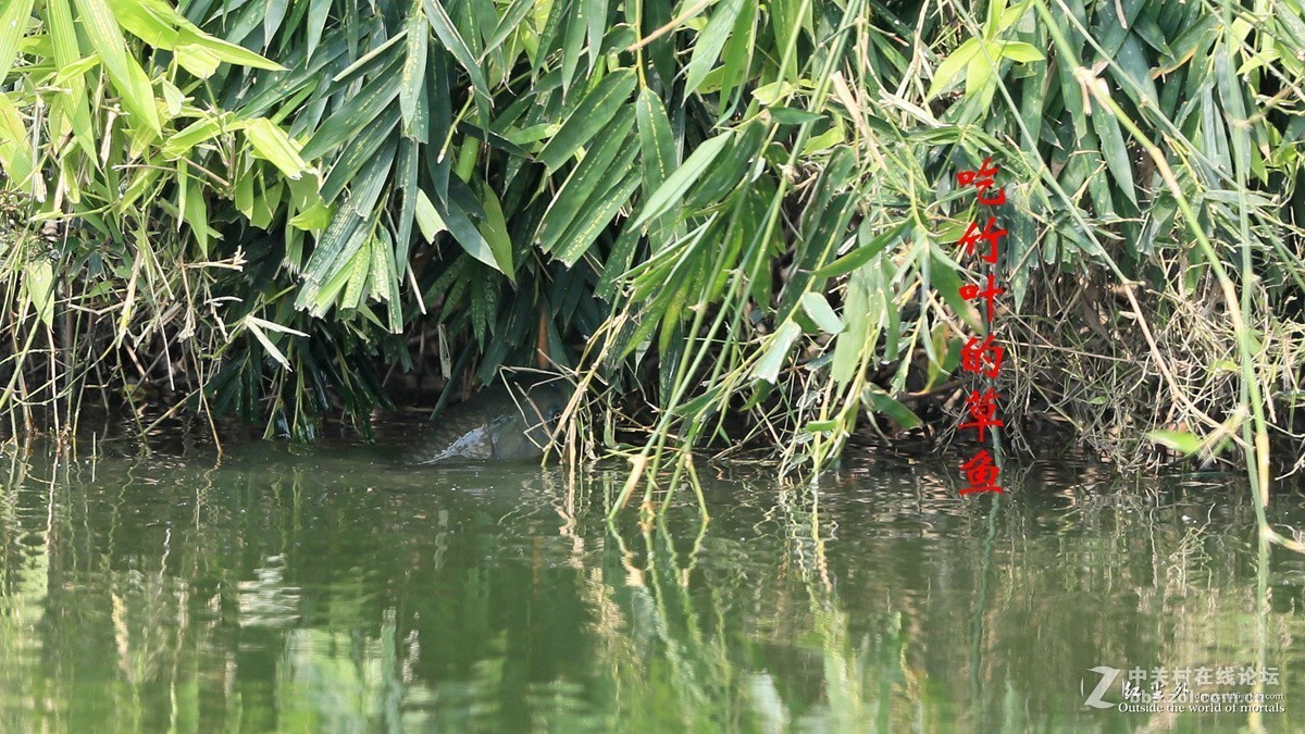 吃竹叶的草鱼