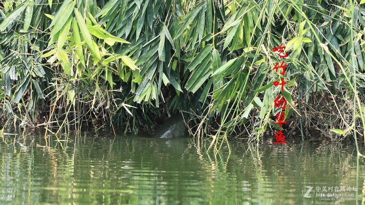 吃竹叶的草鱼