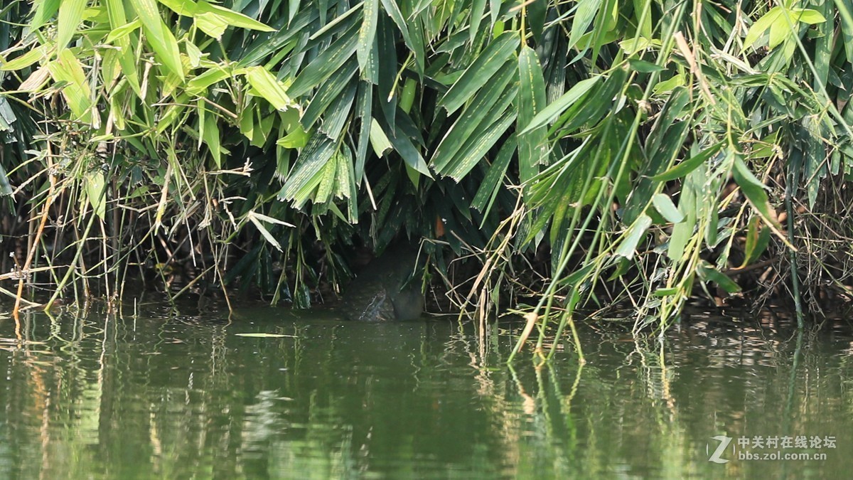 吃竹叶的草鱼