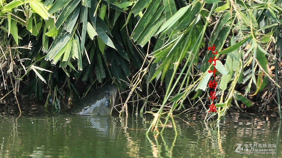 吃竹叶的草鱼