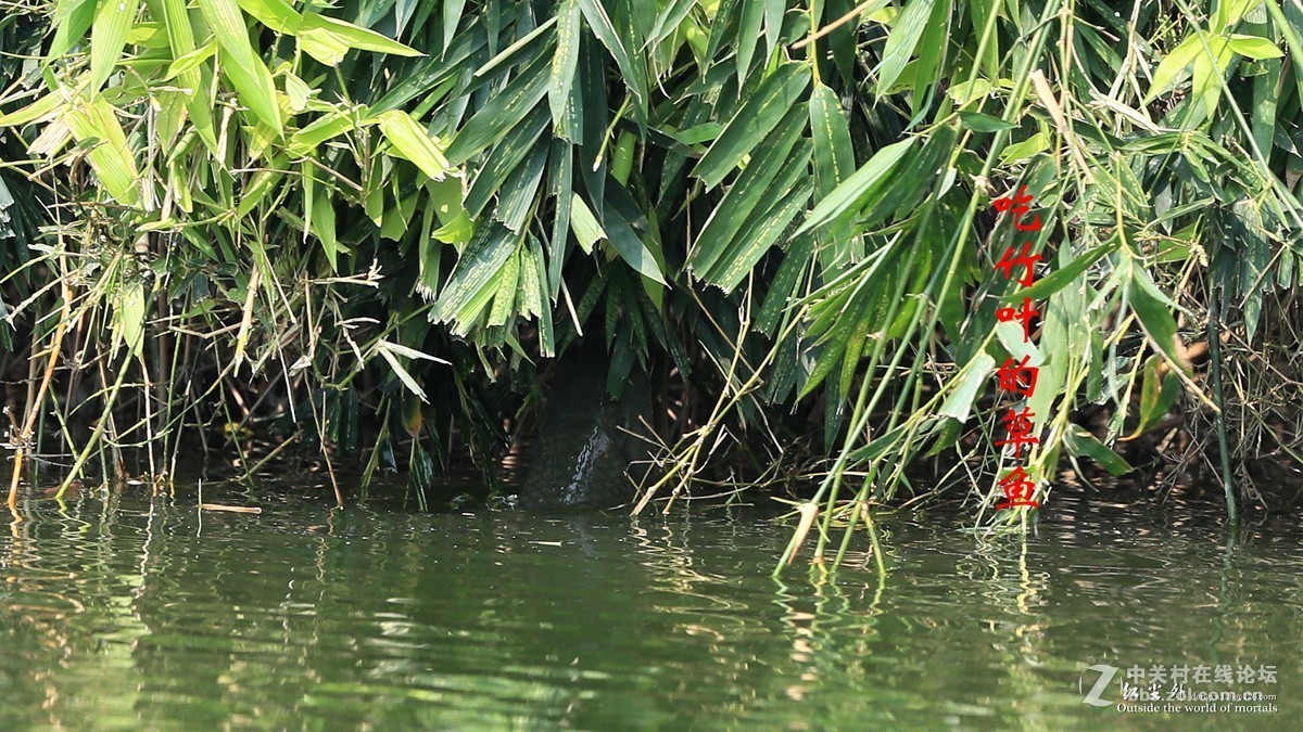 吃竹叶的草鱼