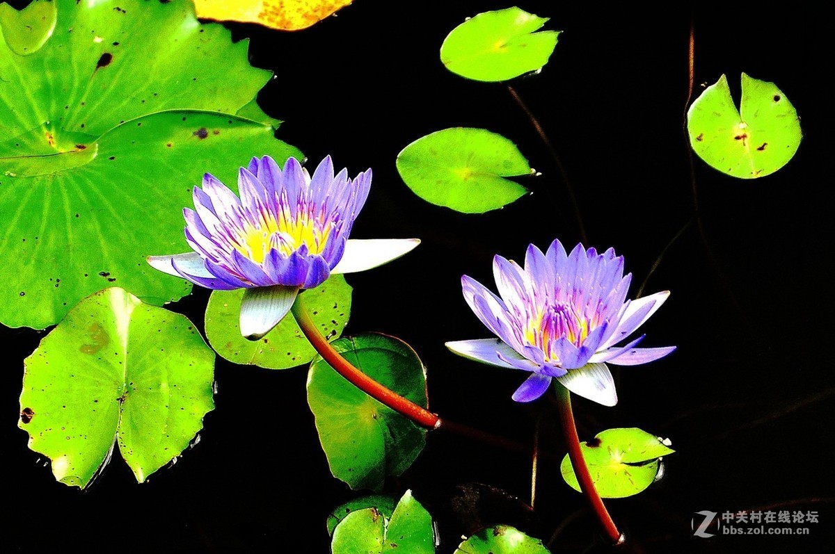 睡莲幽处淡然开