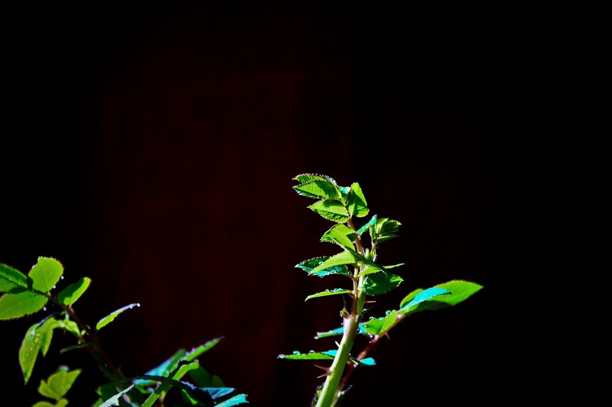 携几片生机盎然的绿植，恭贺师友视觉光影荣任济南版版主。