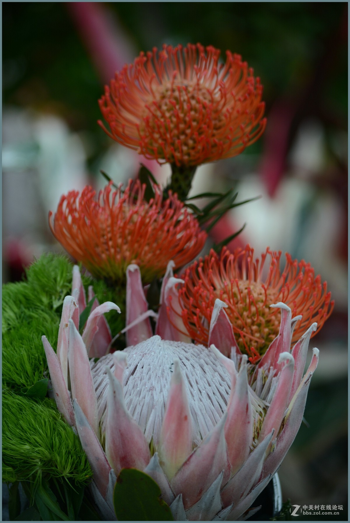 南非国花帝王花