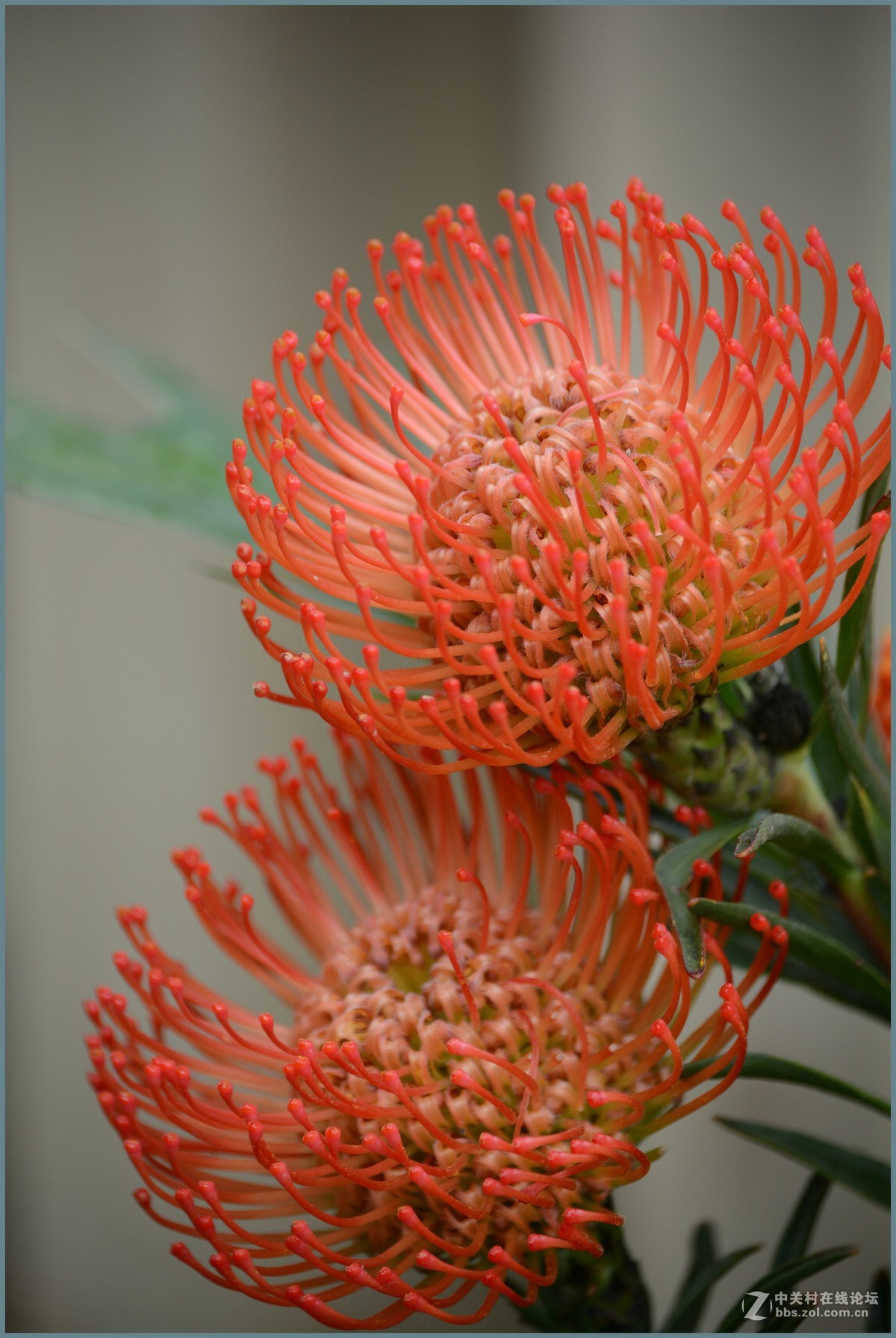 南非国花帝王花