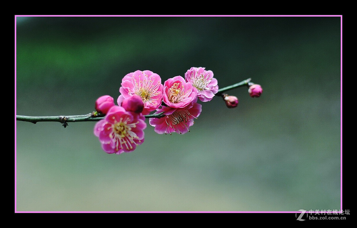 梅花