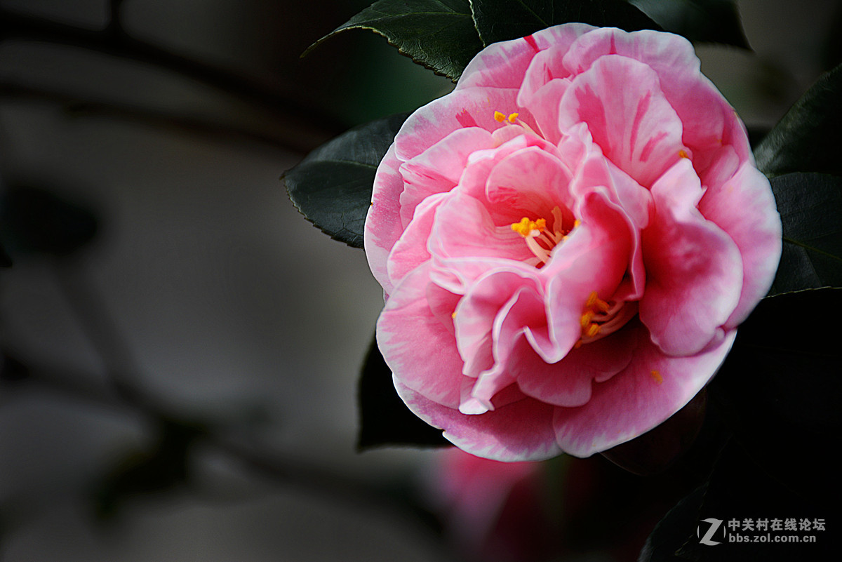 漂亮的"山茶花"-中关村在线摄影论坛