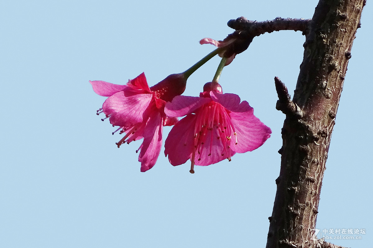 樱花迎春