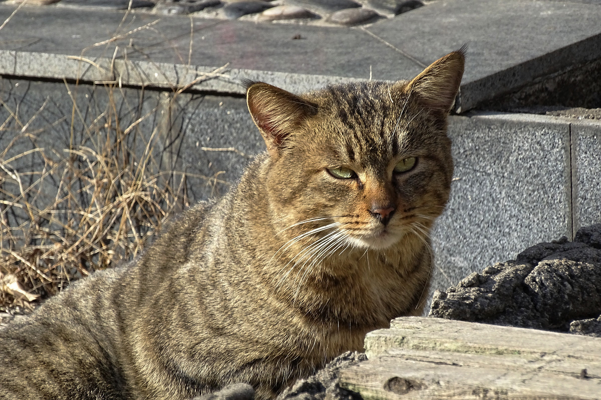 小区内野猫抓拍