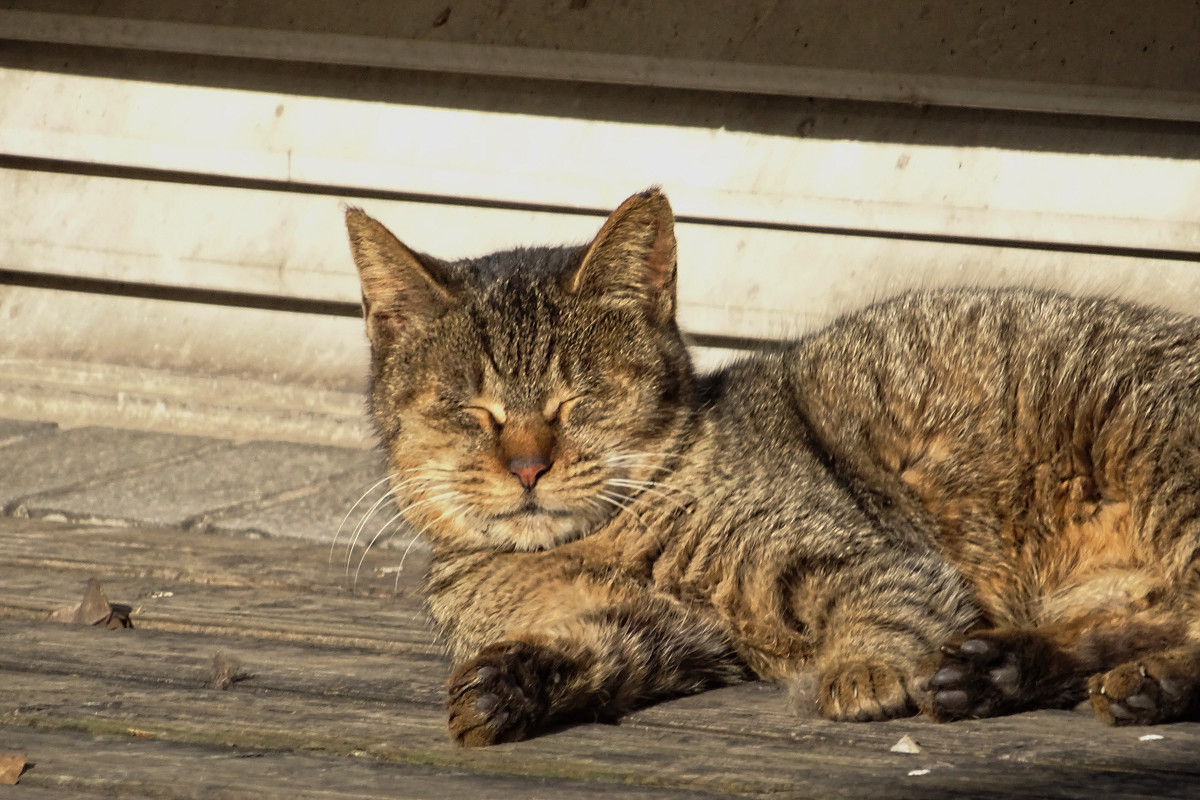 小区内野猫抓拍