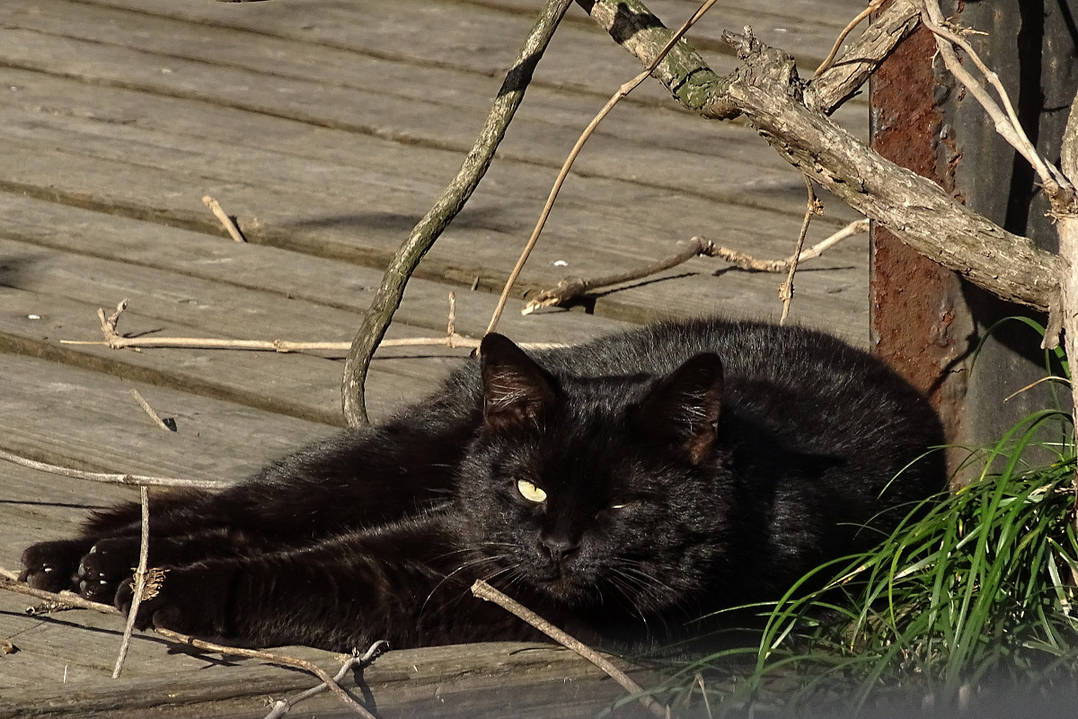 小区内野猫抓拍