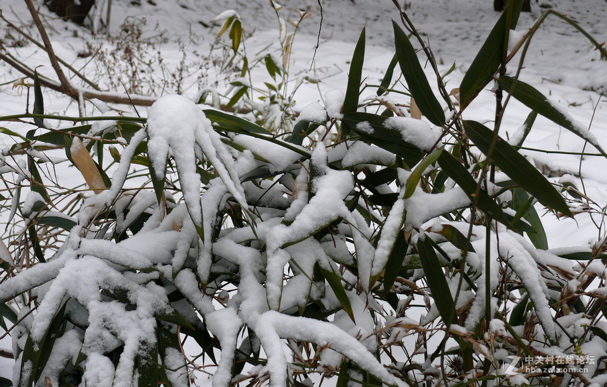 雪打竹林       1