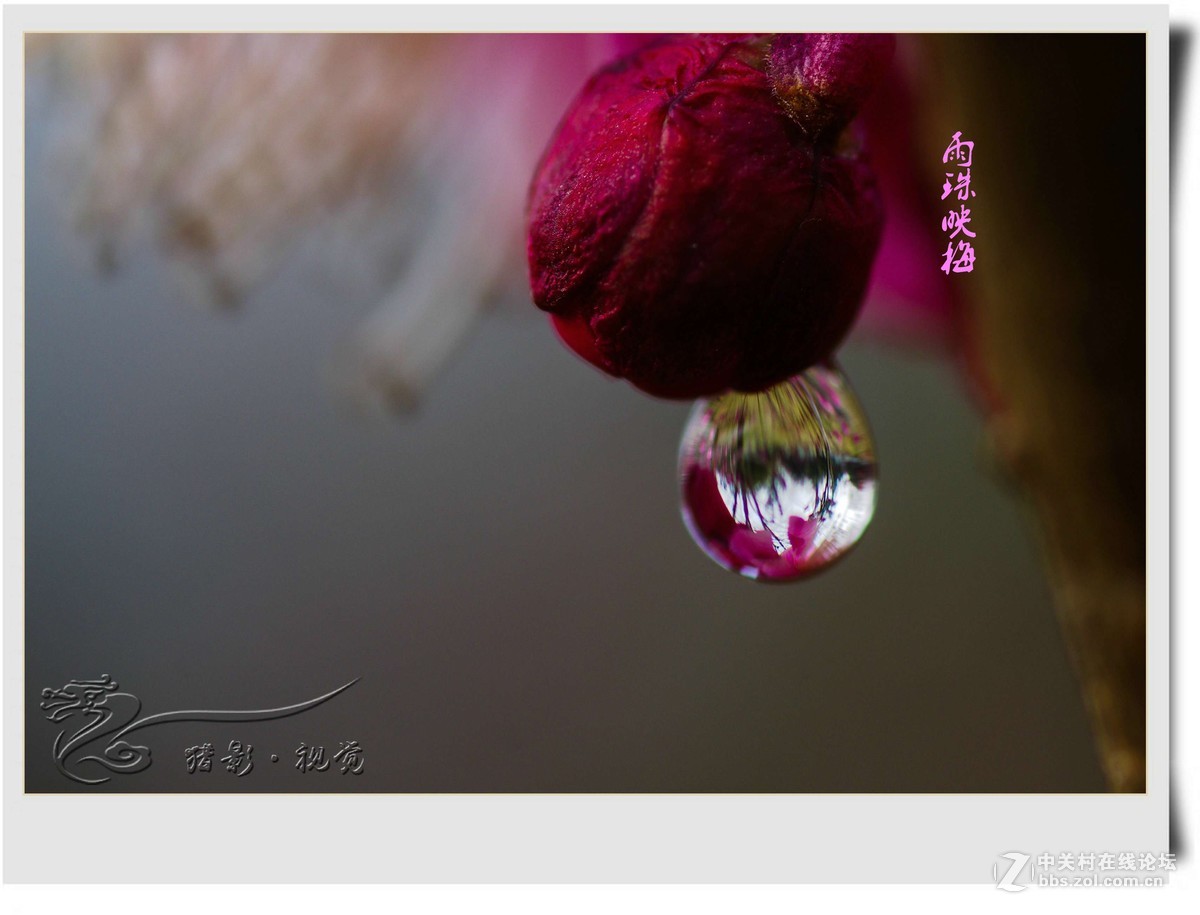 雨后赏梅