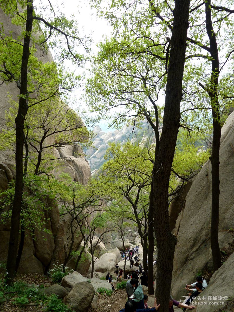 嵖岈山、郁金香清明踏青一日