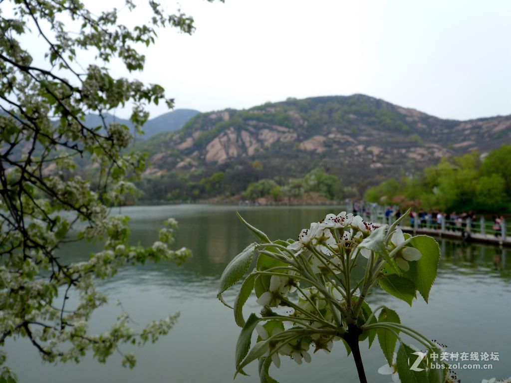 嵖岈山、郁金香清明踏青一日