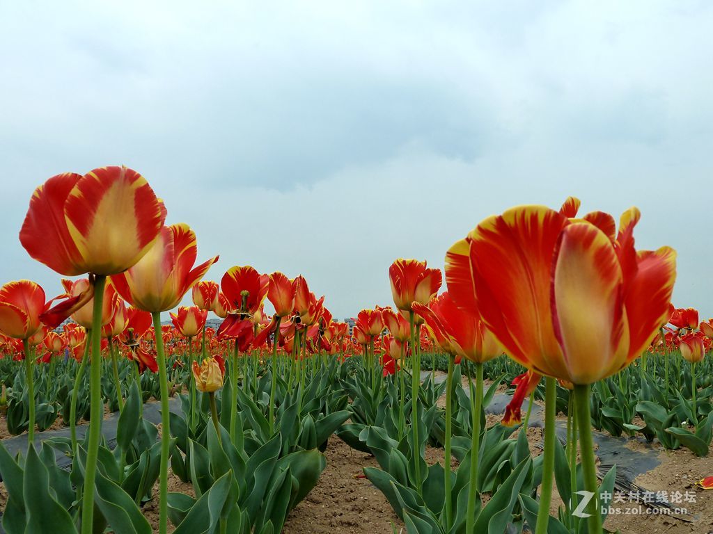 嵖岈山、郁金香清明踏青一日