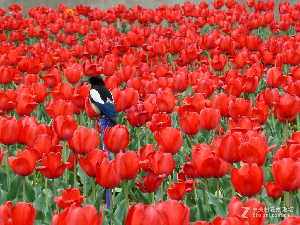 嵖岈山、郁金香清明踏青一日