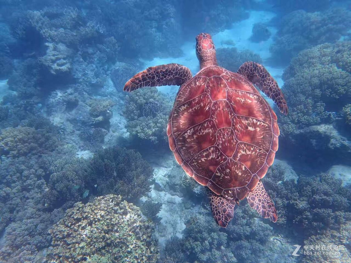 奥林巴斯TG5水下强悍视觉-附带奥林巴斯TG5功能解剖！