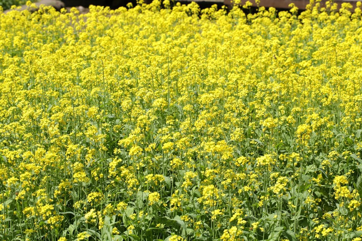 油菜花田喜气洋洋