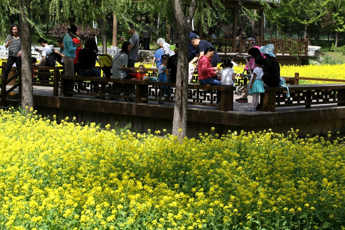 油菜花田喜气洋洋