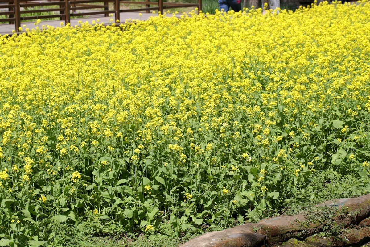 油菜花田喜气洋洋