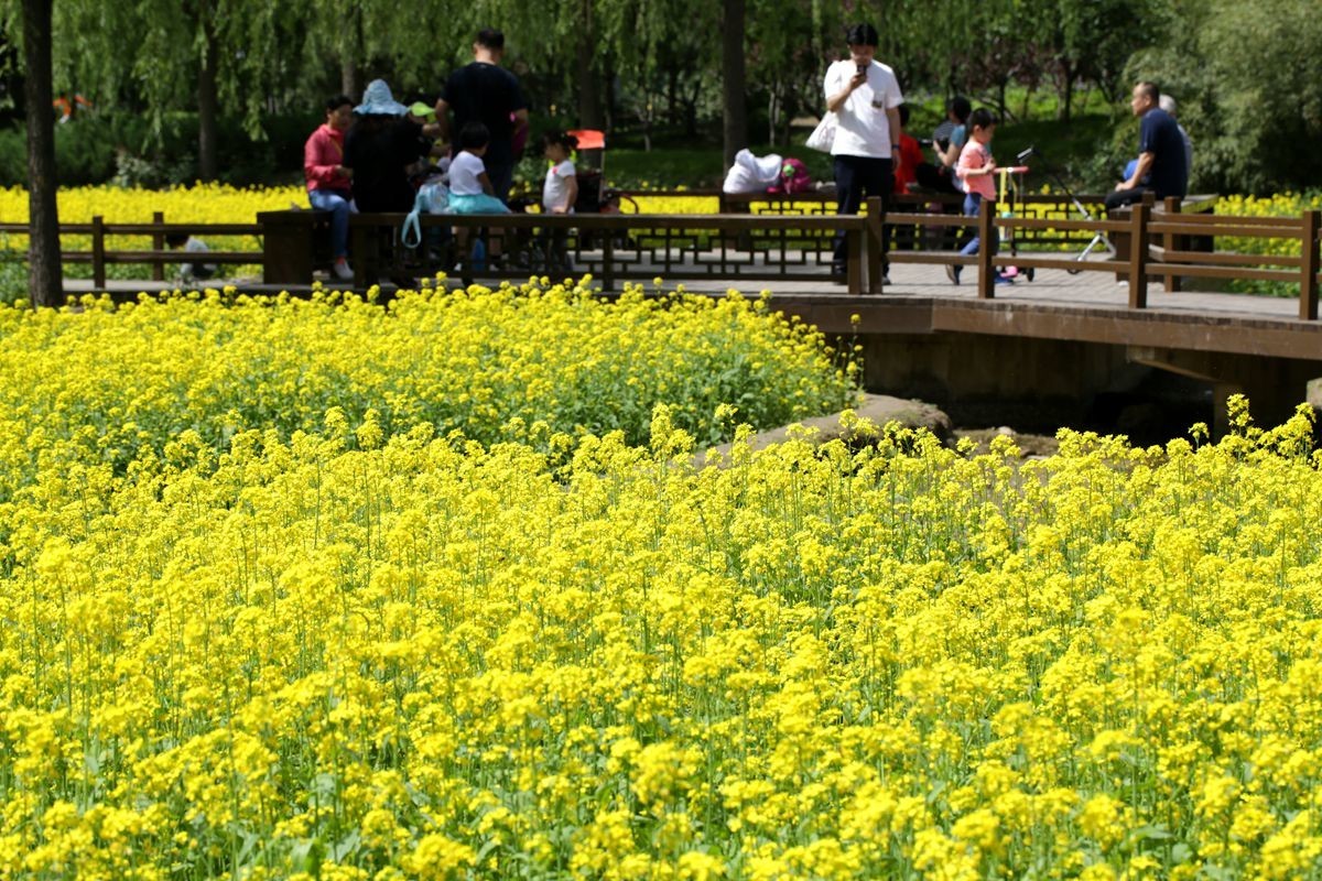 油菜花田喜气洋洋