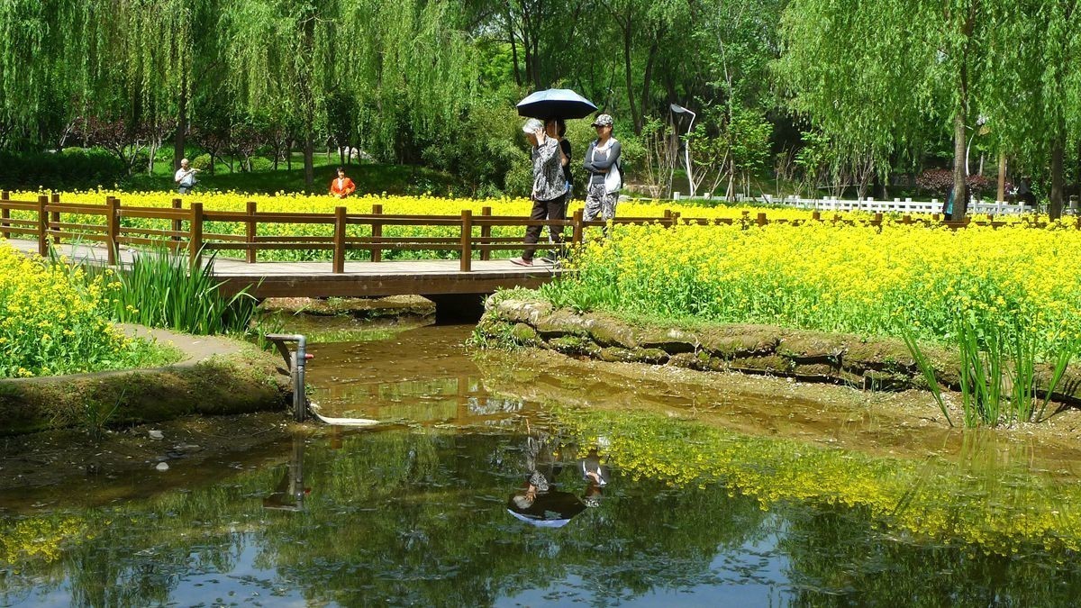 油菜花田喜气洋洋