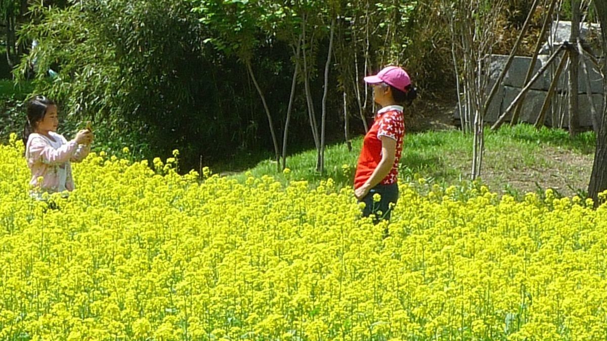 油菜花田喜气洋洋