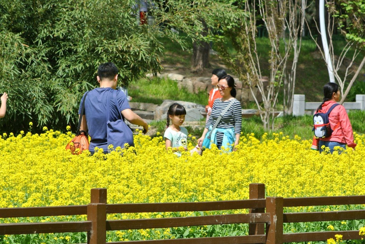 油菜花田喜气洋洋