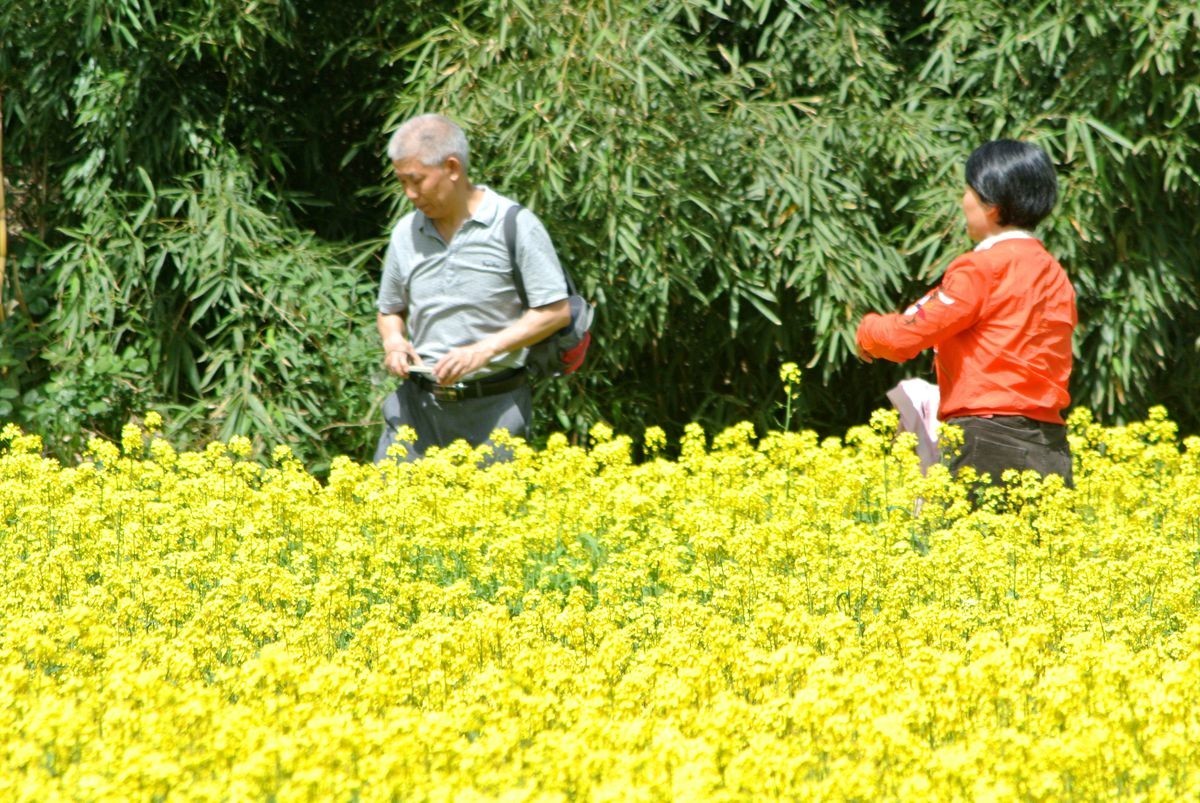 油菜花田喜气洋洋