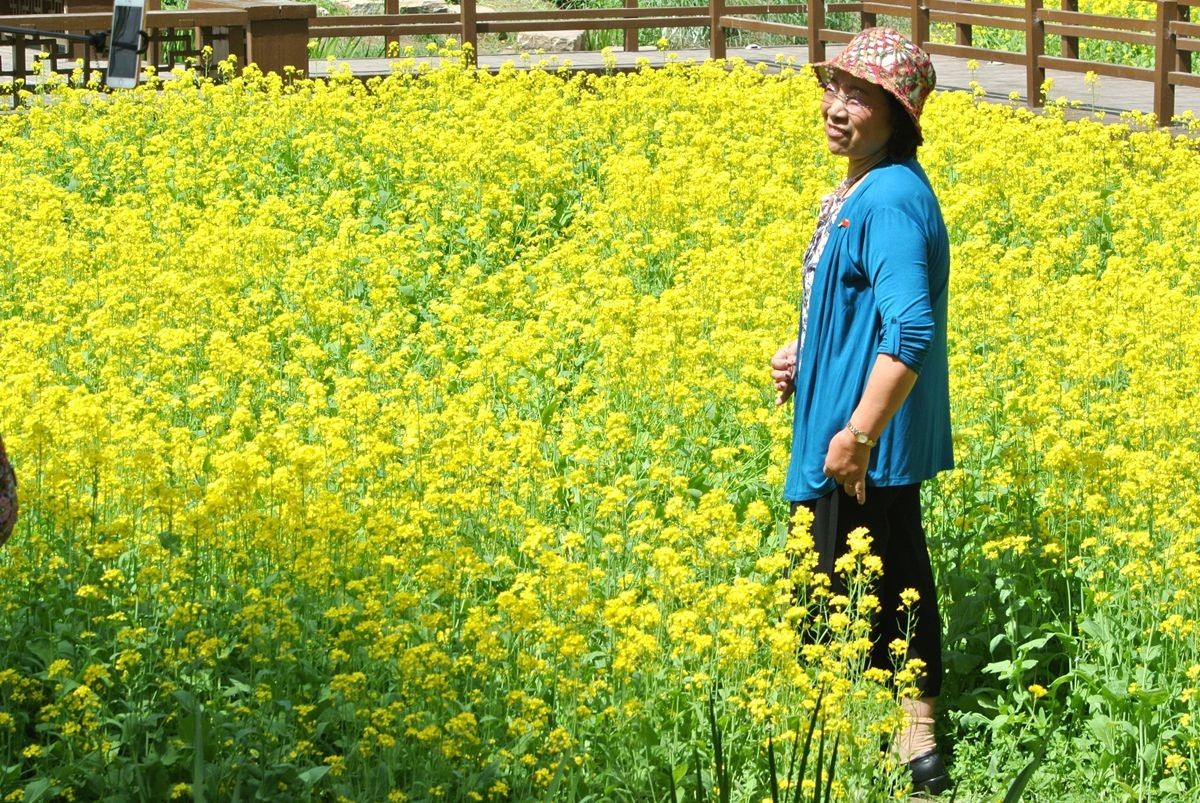 油菜花田喜气洋洋