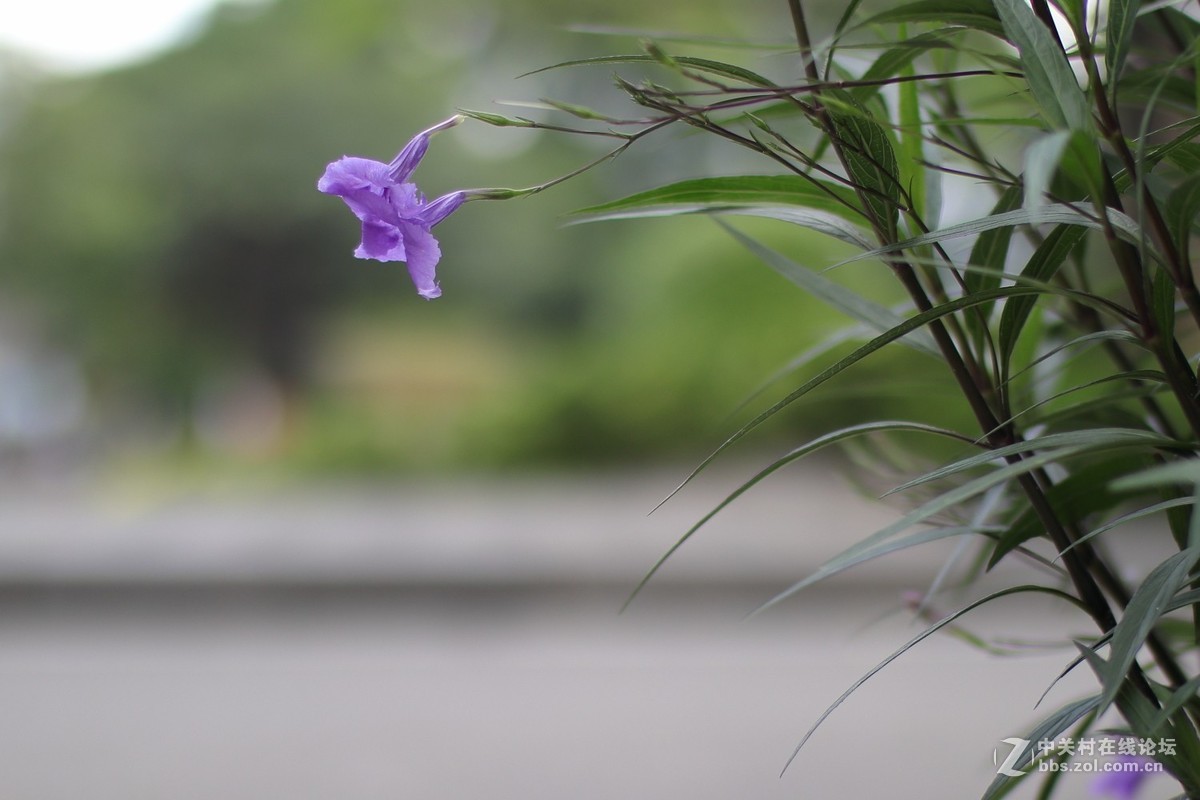 国产镜头——永诺50mmF1.4试镜