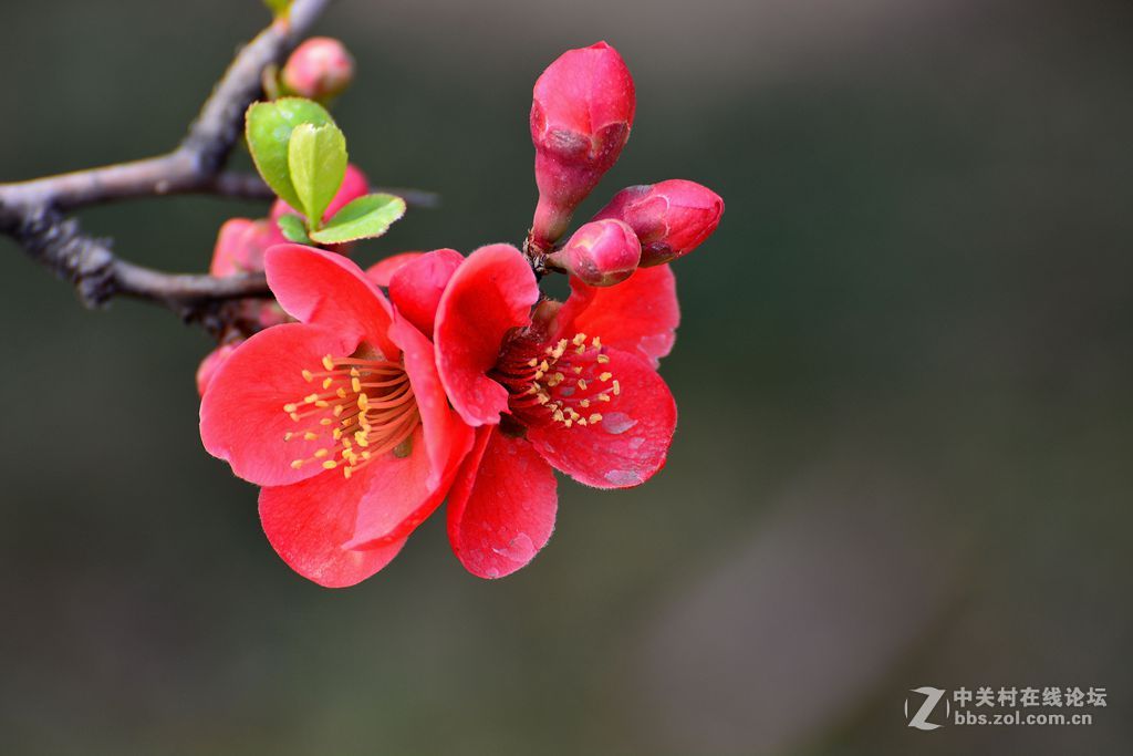 贴梗海棠木瓜花