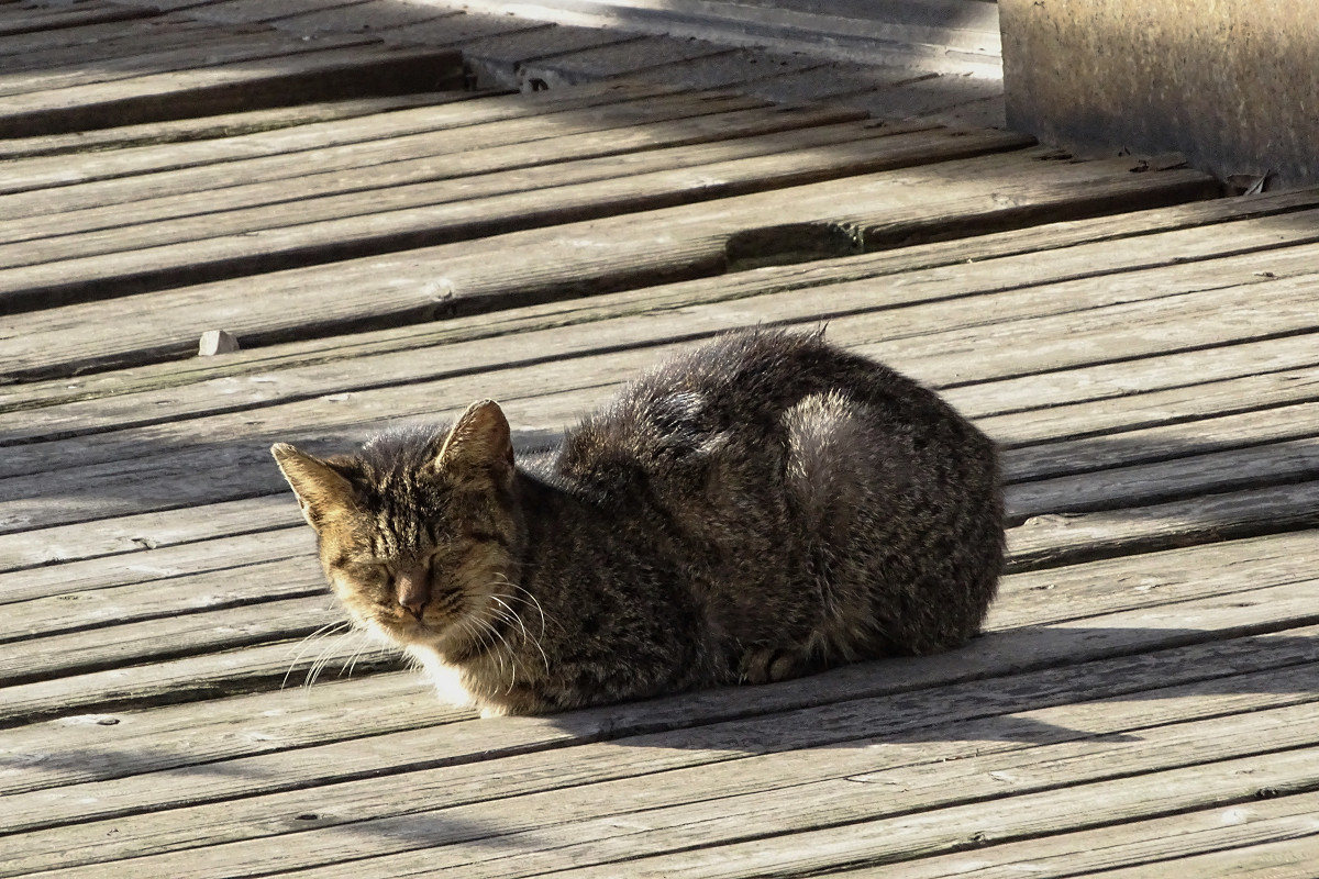 小区内野猫抓拍