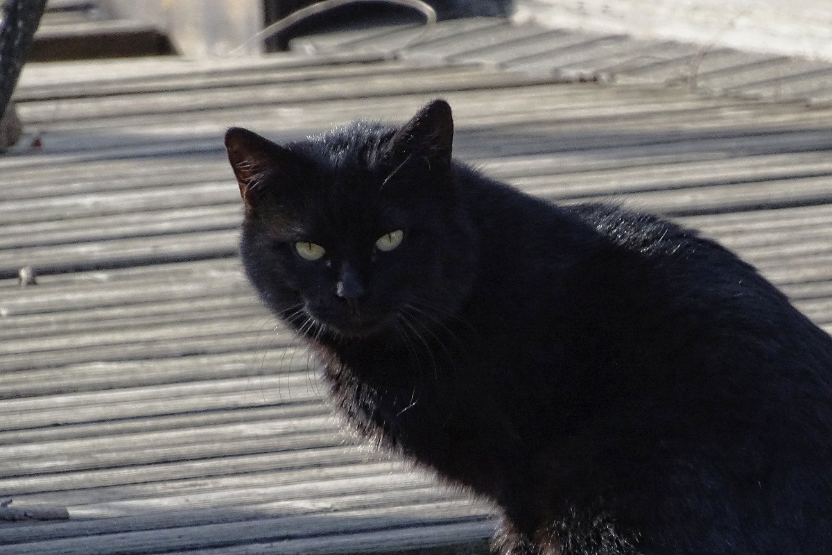 小区内野猫抓拍