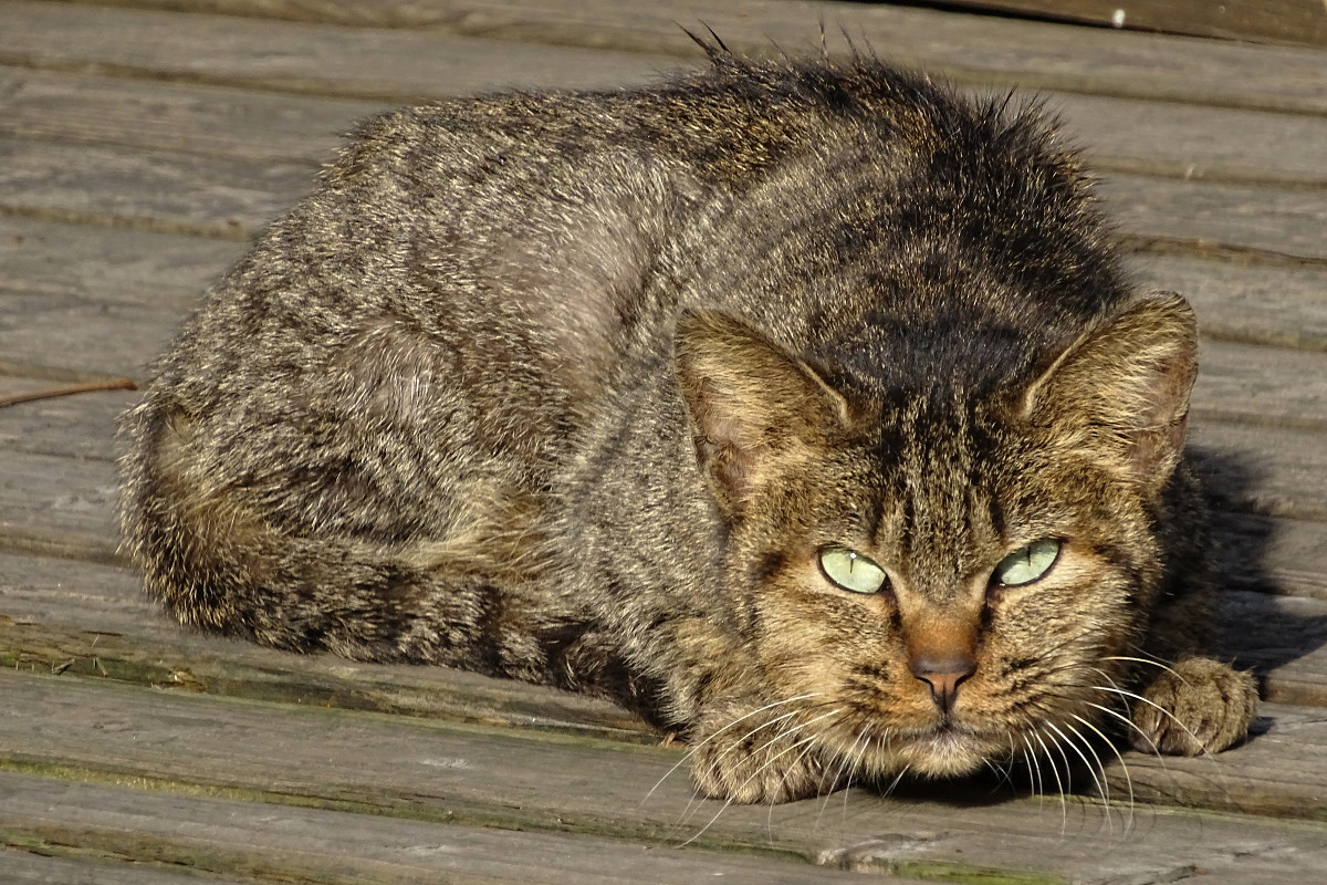 小区内野猫抓拍