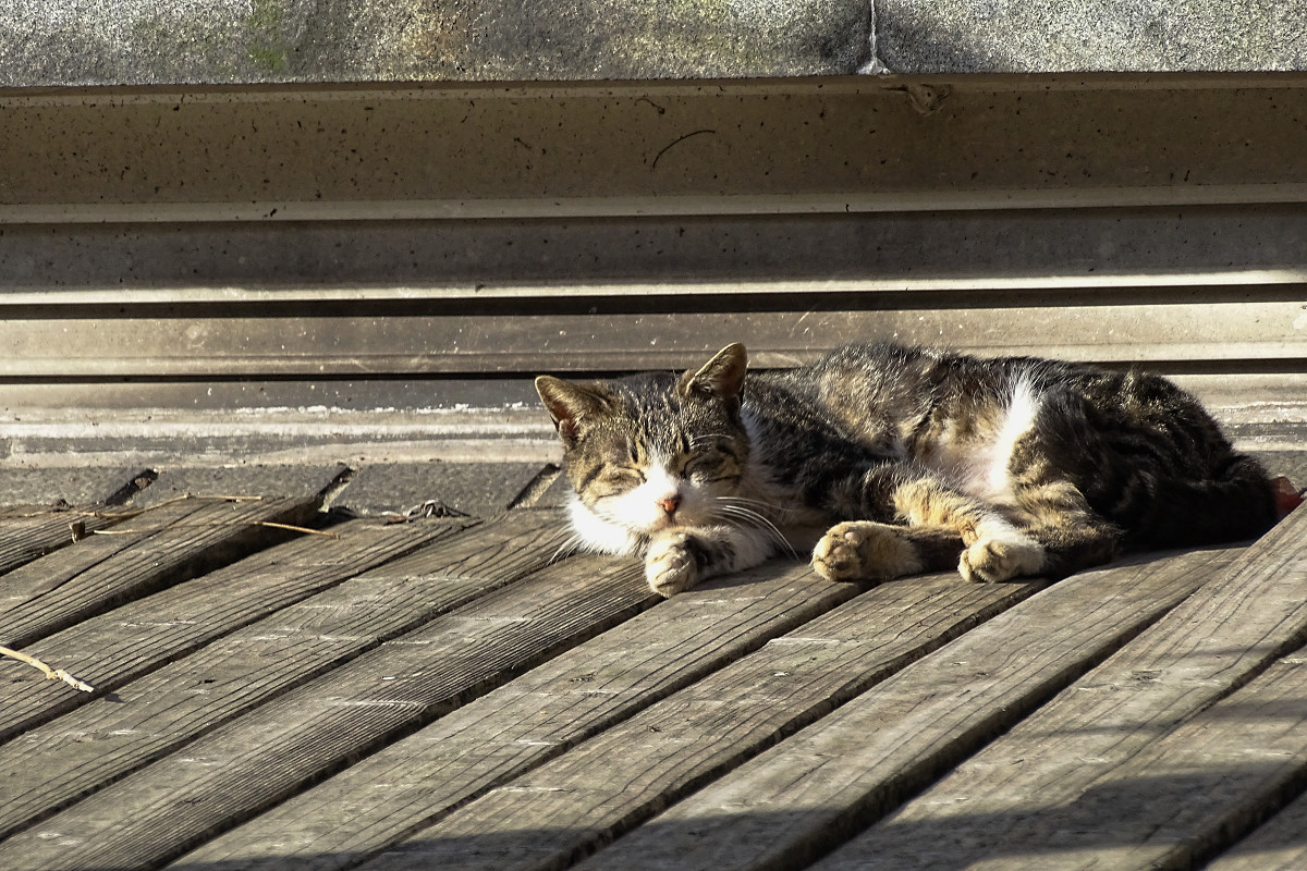 小区内野猫抓拍