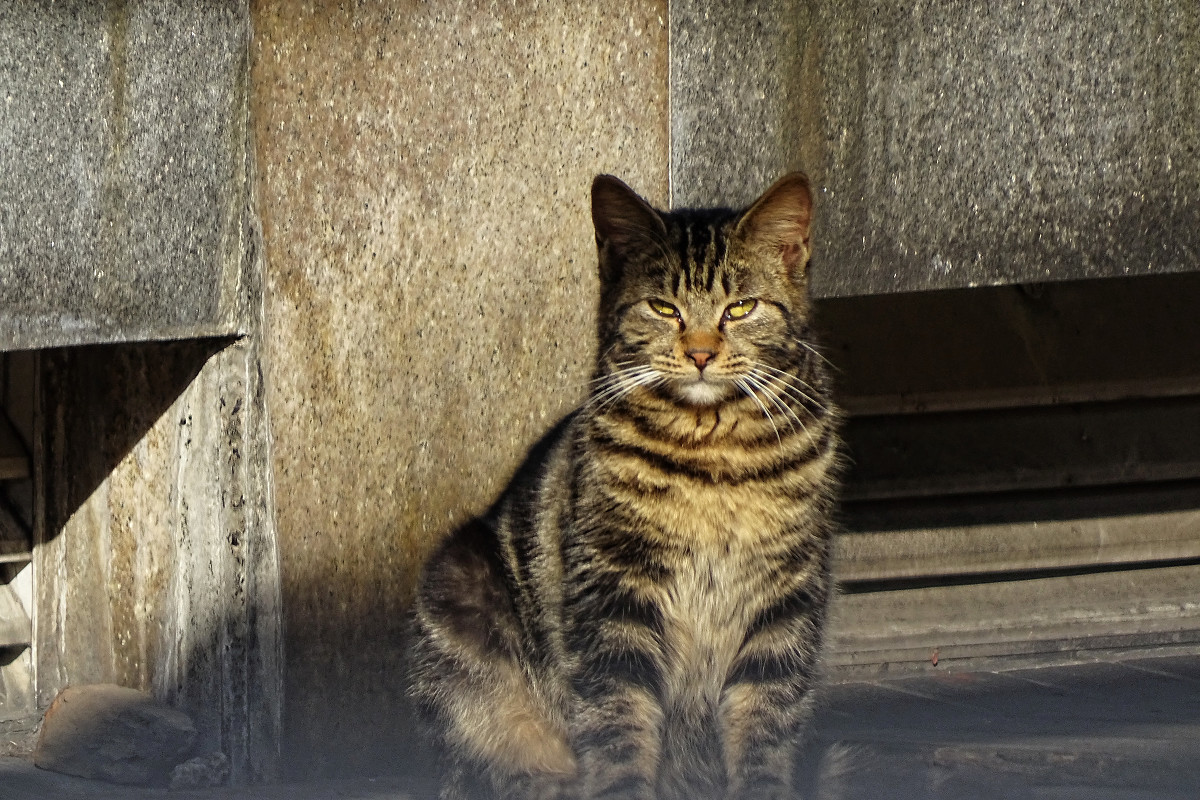 小区内野猫抓拍