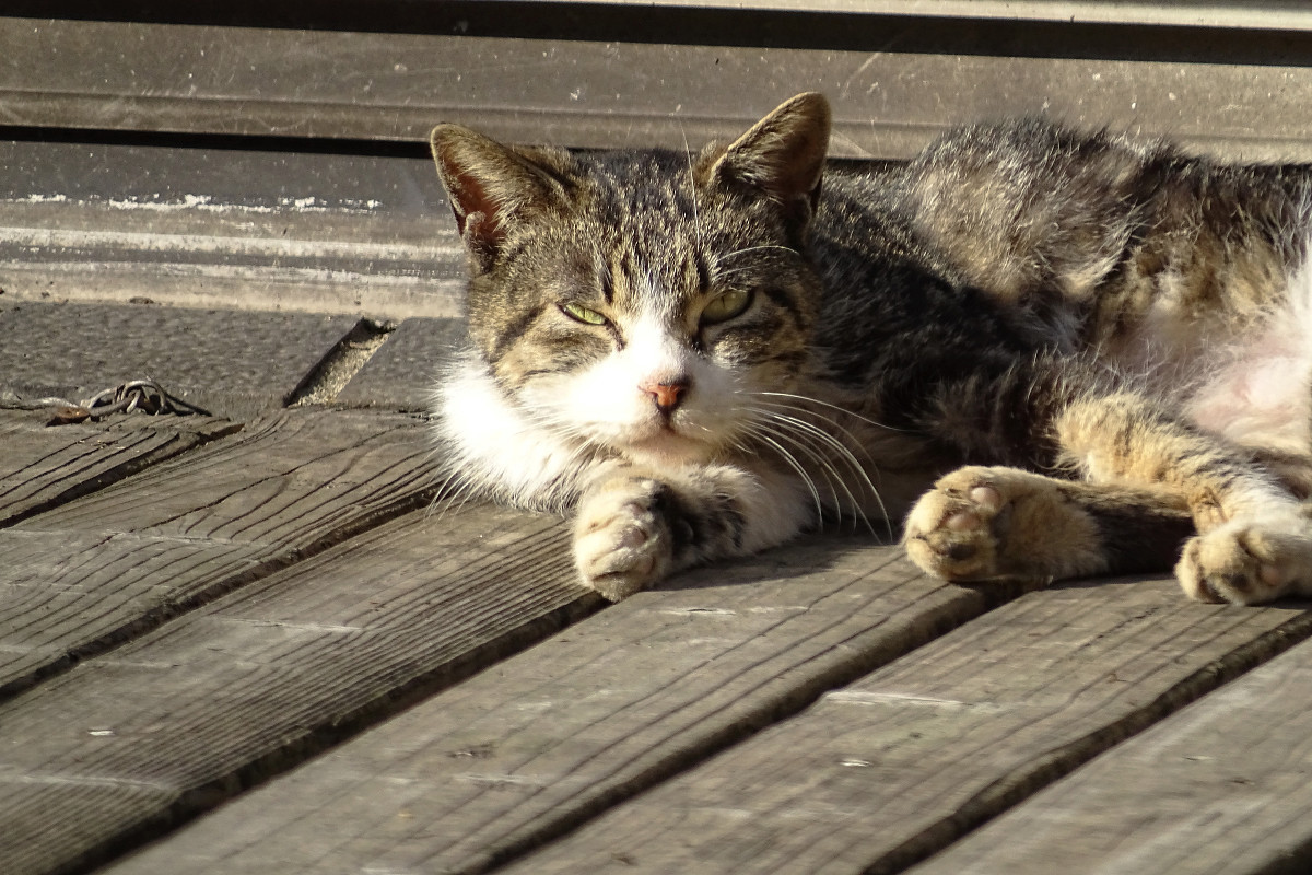 小区内野猫抓拍