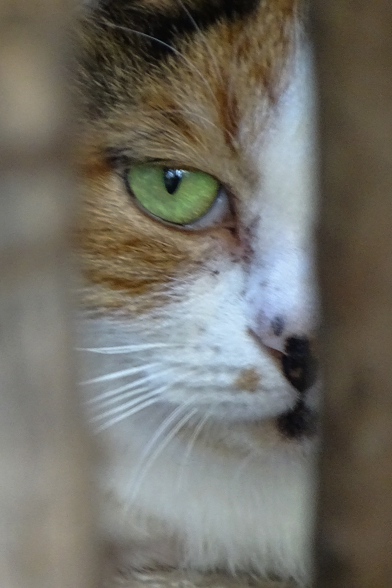 小区内野猫抓拍