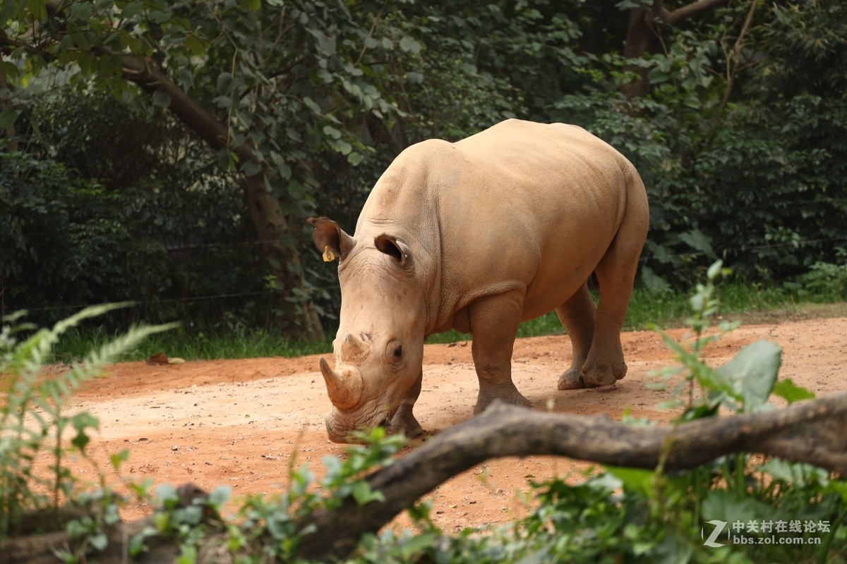 动物园里拍动物祝本坛兴旺