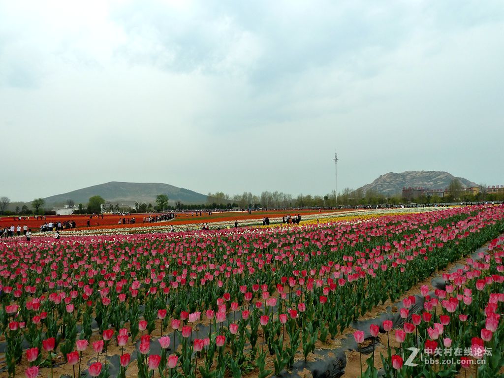 嵖岈山、郁金香清明踏青一日