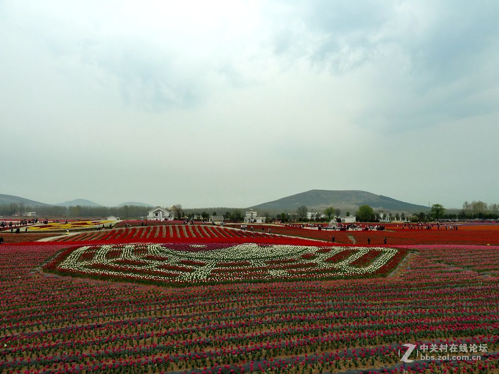 嵖岈山、郁金香清明踏青一日