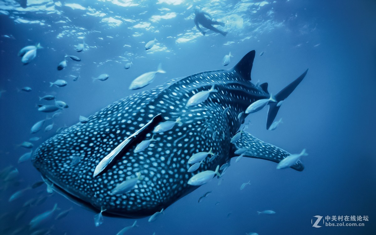 奥林巴斯TG5水下强悍视觉-附带奥林巴斯TG5功能解剖！