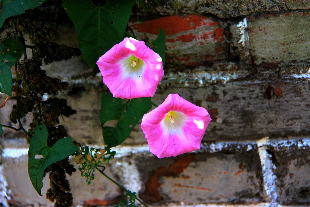 墙角的花也盛开