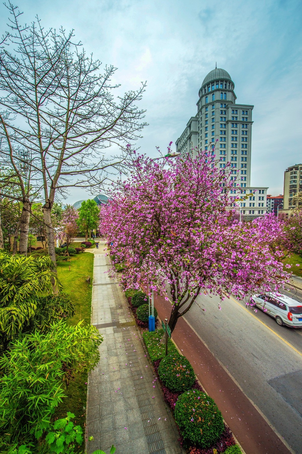 在那鲜花盛开的地方柳州市洋紫荆花续