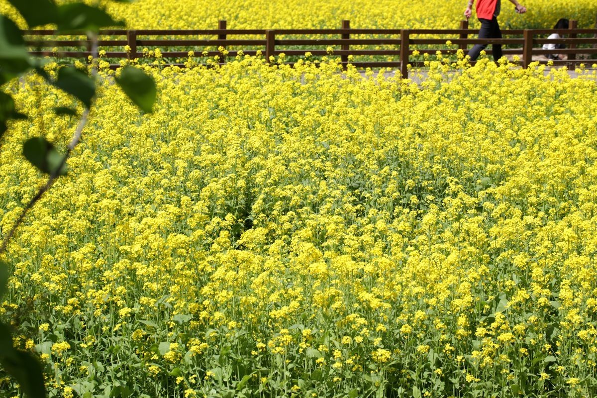 油菜花田喜气洋洋