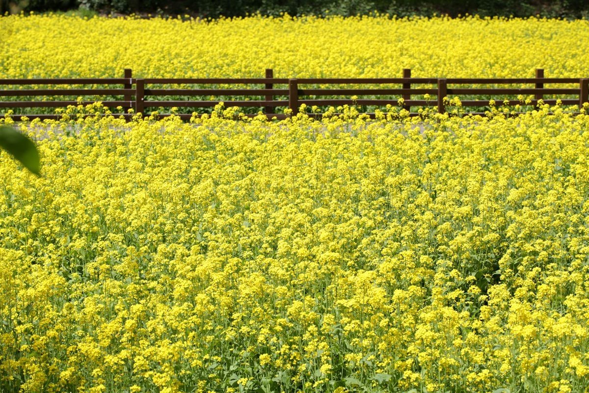 油菜花田喜气洋洋