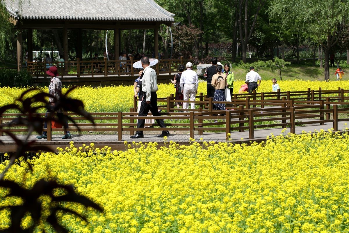 油菜花田喜气洋洋