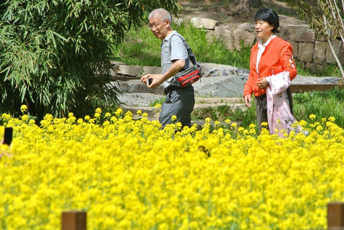 油菜花田喜气洋洋